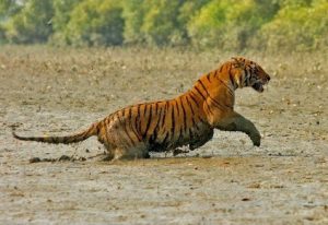 rent a car in Bangladesh