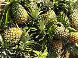 rent a car Bangladesh_pineapple